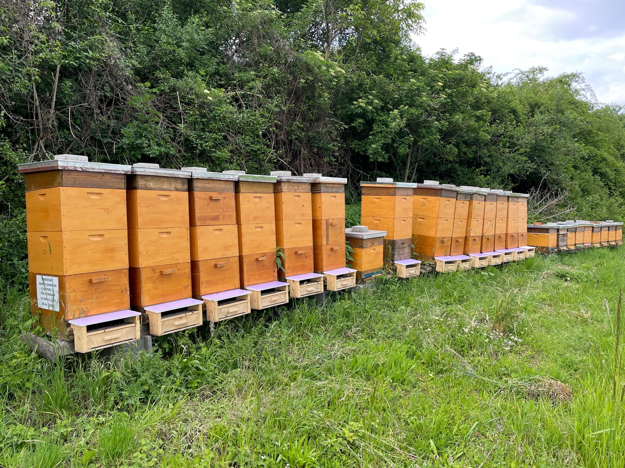 sonniger Bienenstand 