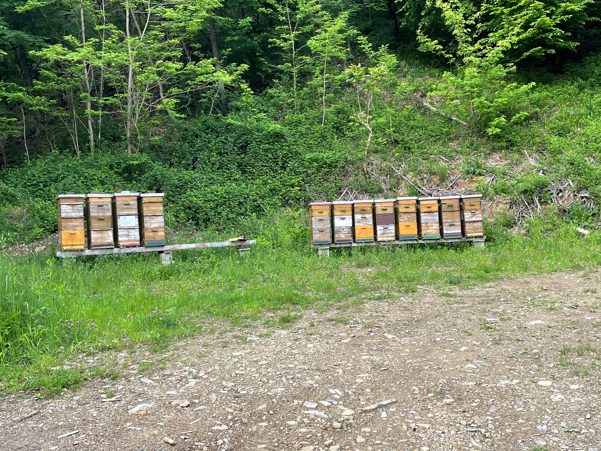Bienenstand am Südhang