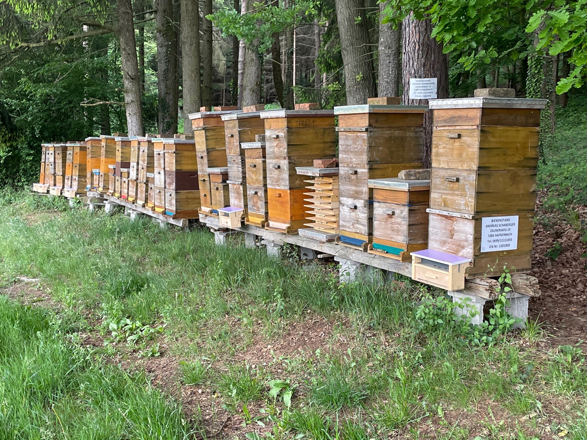 Bienenstand am Waldrand